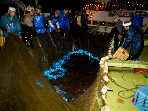 富山湾の神秘！海が青白く光るホタルイカ漁を見学に 黒部・立山の観光・旅行 All About