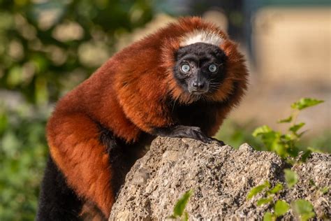 Roter Vari – Tiergarten Schönbrunn