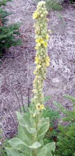 Common Mullein Integrated Pest Management