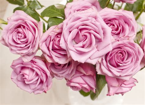 Gratis Billeder Kronblad Rose Roser Pink Rose Lyser D Blomst