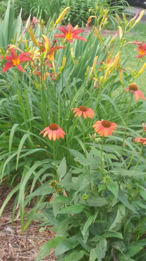 Coneflower Cheyenne Spirit Echinacea Plants Garden Garden Plants