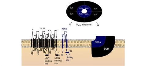 Schematic Diagram Of The K Atp Channel Kir X Subunits Have Two