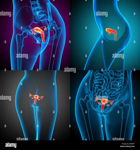 3D rendering ilustración médica del sistema reproductivo Fotografía de