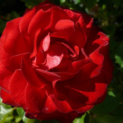 Rosa ‘Nina Weibull’ – Find haveplanter