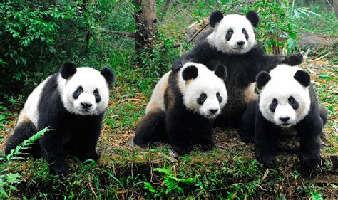 ¿cómo Se Llama Un Grupo De Pandas Explicado Udoe