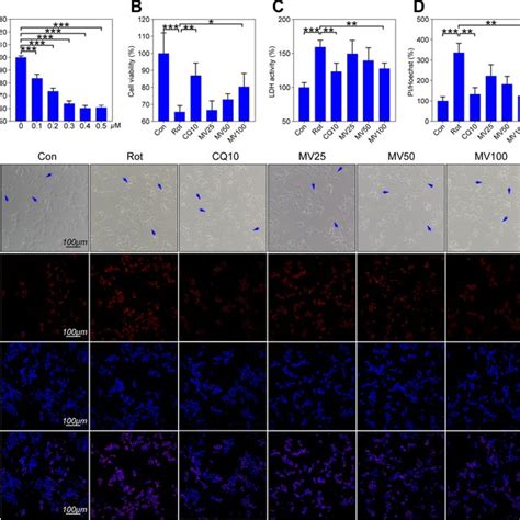 Rot Triggered Cellular Damage Was Protected By MV In SH SY5Y Cells A