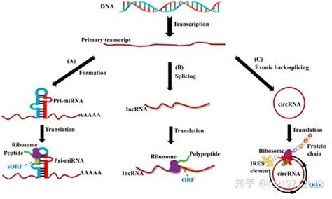 编码rna与非编码rna（三） 知乎