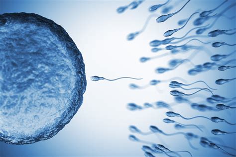 Sperm 101 How Long Does Sperm Live In The Body SpermCheck