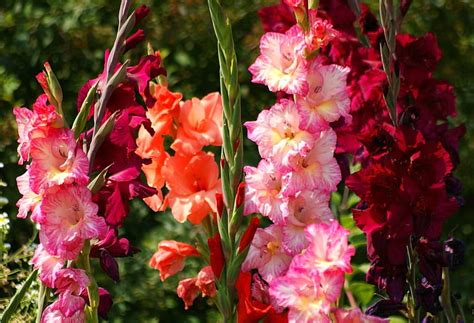 Gladiolus 1080p 2k 4k 5k Hd Wallpapers Free Download Wallpaper Flare