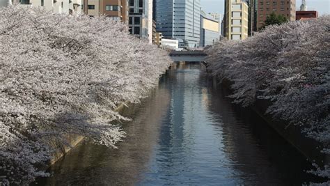 Tokyo on Foot: Meguro River Cherry Blossom Walk - Savvy Tokyo