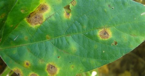 Soybean Target Spot Podcast Episode Posted North Central Integrated