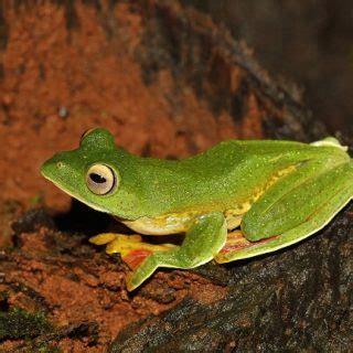 Malabar Flying Frog Facts and Pictures