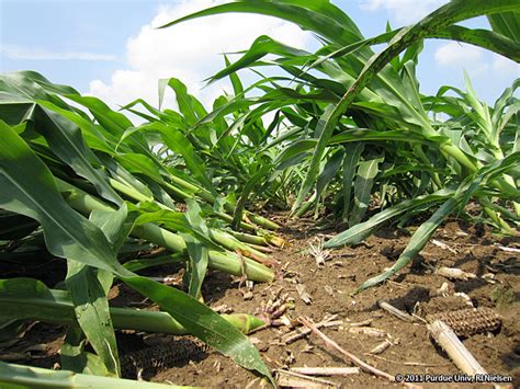 Prospects Of Recovery For Root Lodged Corn Corny News Network Purdue