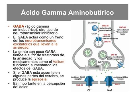 Fibromialgia Info Gaba Ácido Gamma Aminobutírico