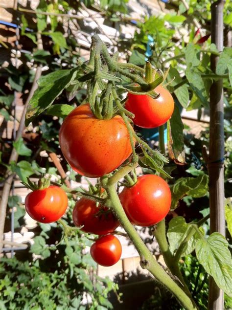 Fotos Gratis Naturaleza Flor Maduro Naranja Comida Verde Rojo