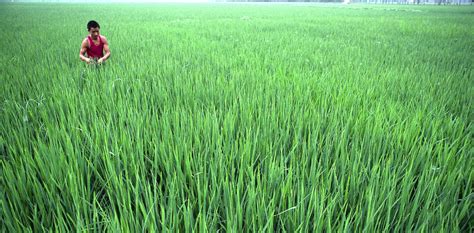 Why Rice Growers In China Are More Sexually Liberal Than Wheat Growers