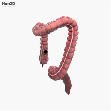 Human Large Intestine 3D Model Anatomy On 3DModels