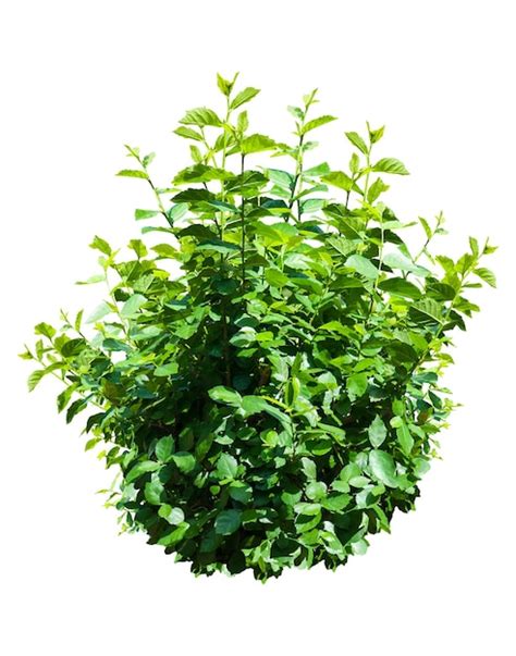 Premium Photo Green Bush Isolated On White Backgroundx