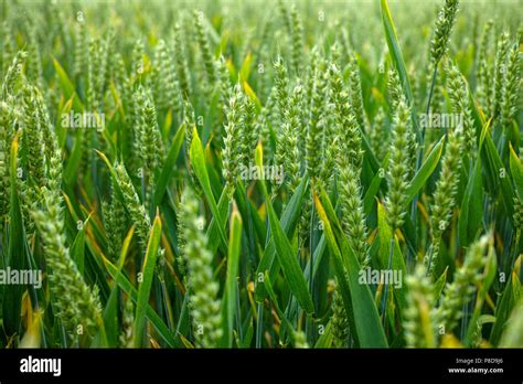 Bio Farming Unripe Green Wheat Plants Growing On Field Stock Photo Alamy