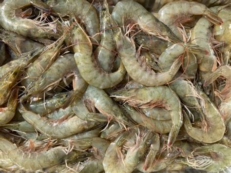 Farmed Whiteleg Shrimp Buying Market - Morvish