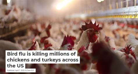 Bird Flu Is Killing Millions Of Chickens And Turkeys Across The Us Life And News Truth In