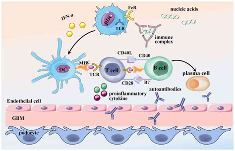 Immune Podocytes In The Immune Microenvironment Of Lupus Nephritis Review