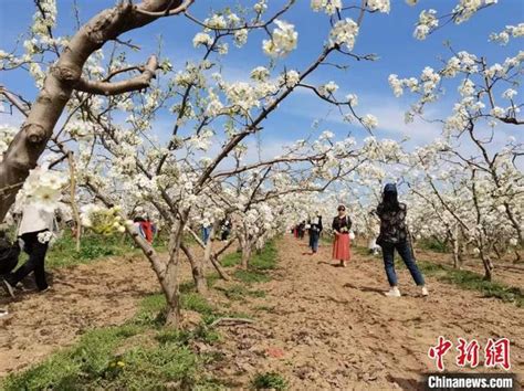 以花为媒 赏花旅游专列促“颜值”变“产值”旅游频道中国青年网