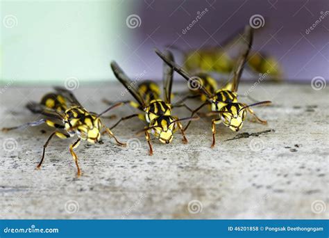 O Ninho Do Zang O Vespas Foto De Stock Imagem De Picada Recuo