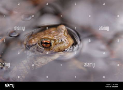 Common Toad Bufo Bufo Highlands Scotland UK Stock Photo Alamy