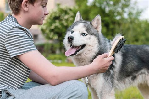 Shedding Control Strategies Top Husky Grooming Tips For A Hair Free