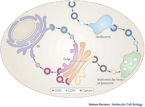 Pathways Of Vesicular Transport By The Specific Vesicle Coating