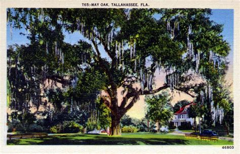 Live Oaks In Tallahassee Part 1 History Age And Exceptional Trees