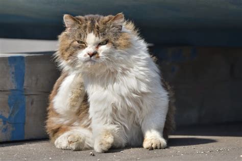 【今話題のボス猫】多くの人がハマる魅力あふれる実態に迫る｜ねこぎふと