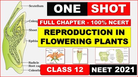 One Shot Sexual Reproduction In Flowering Plants Class 12 Complete