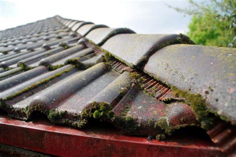 How To Remove Mold From Roof Shingles Enterprise Roofing