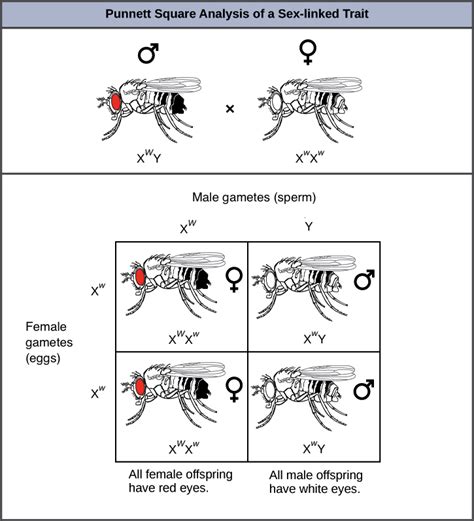 34 Sex Linkage Review Biology Libretexts