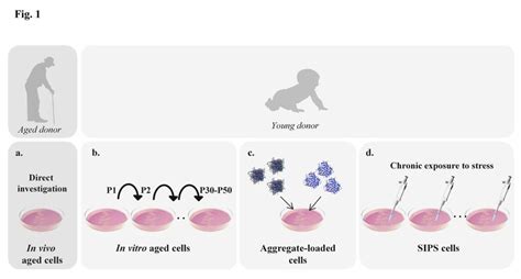 Useful Cellular Models For Aging Research A If Cells Are Isolated