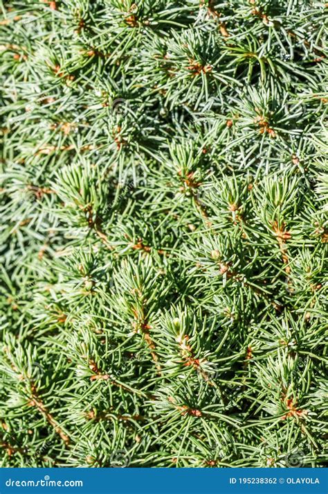 Closeup Green Leaves Of Decorative Evergreen Coniferous Tree Canadian