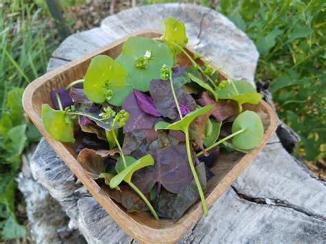 Growing Orach – What You Need to Know - Growing with Nature