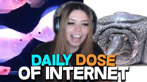 Adept Reacts To Daily Dose Of Internet With Chat YouTube