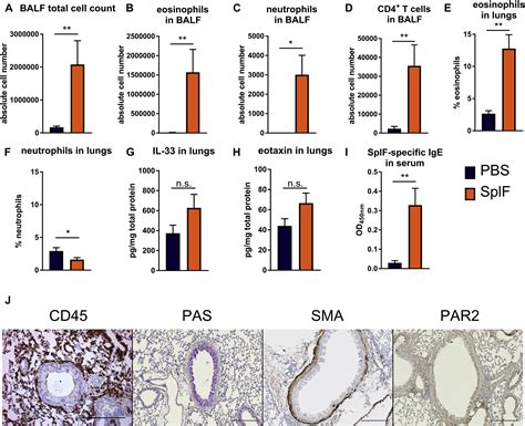 The Il 33st2 Axis Is Crucial In Type 2 Airway Responses Induced By