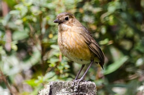 Vulnerabilidad Y Conservaci N De Aves En Los Andes Selva