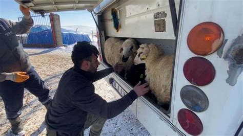 Kars ta depremzedelere küçükbaş hayvan bağışı