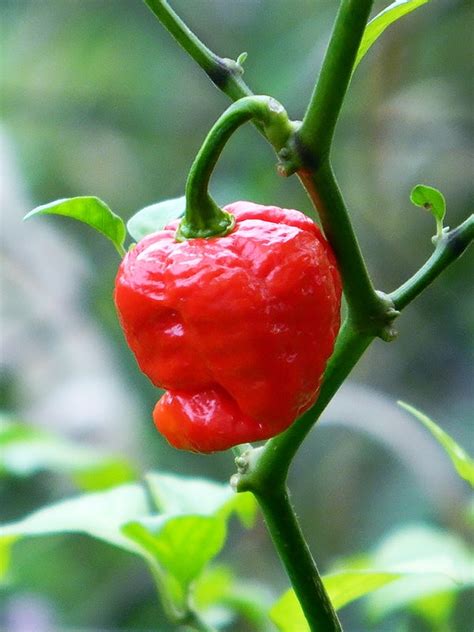 Перец острый Тринидад Моруга Скорпион красный (Trinidad Moruga Scorpion ...