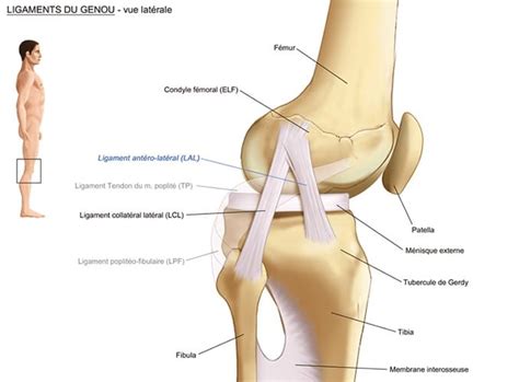 D Finition Sympt Mes Et Diagnostic De L Entorse Du Genou Dr Paillard