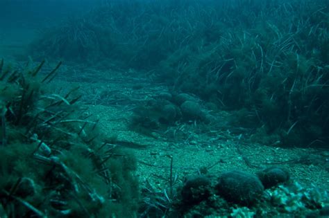 Sub Vida Y Foto Gu A Submarina De La Marina Alta E Ibiza