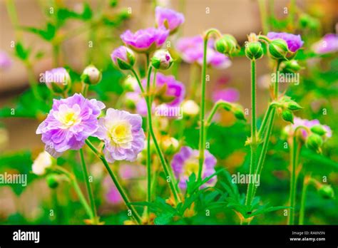 Pink Geraniums Flowers Under The Summer Sunlight Perfect Image For