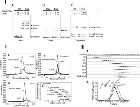 Figure 2 From Molecular Activities Of Meiosis Specific Proteins Hop2