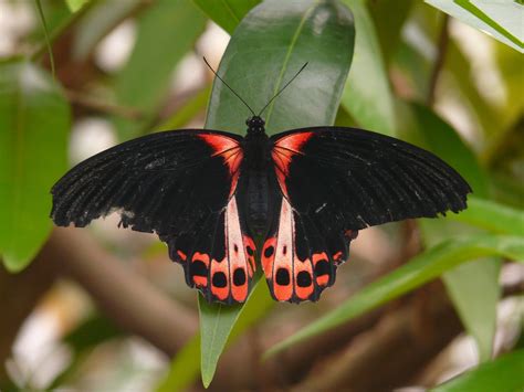 Borboleta Preta Significado Espiritual Voc Precisa Saber Disso