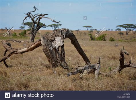 Wildtiere Im Ngorongoro Krater Stockfotos Und Bilder Kaufen Alamy